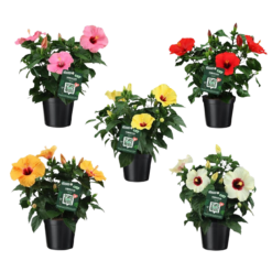 Hibiscus rosa sinensis mix P17 Kiinanruusu sopii myös patiollle
