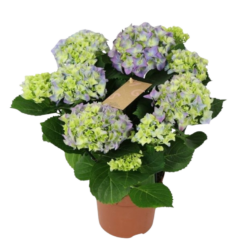 Hydrangea P14 hortensia sininen