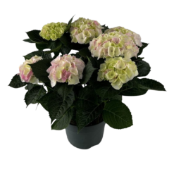 Hydrangea m. 'Hi Diamond' P23 patiohortensia