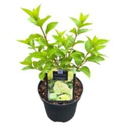 Hydrangea pan. 'Limelight'® P19 syyshortensia (japaninhortensia)