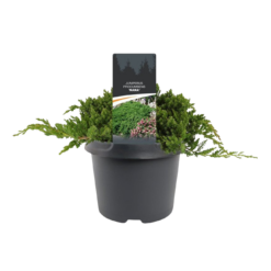 Juniperus procumbens 'Nana' 25-30 cm C 3 Harokataja