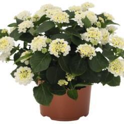 Lantana P12 valkoinen Tulikruunu