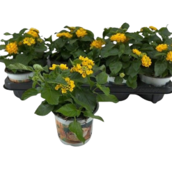 Lantana ocher P12 keltainen Tulikruunu