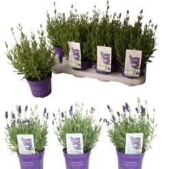 Lavandula ang. 'Ardèche® MixMasters' mix P12 Tähkälaventeli