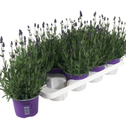 Lavandula ang. 'Hidcote' P12 Tähkälaventeli