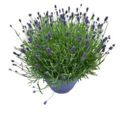 Lavandula ang. 'Hidcote' P26 Tähkälaventeli