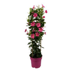 Mandevilla 'Sundaville' P19 Maljaköynnös vaaleanpunainen