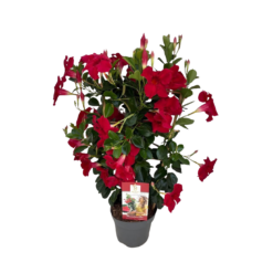 Mandevilla 'Topaze Vermillon' P17 kehikossa maljaköynnös
