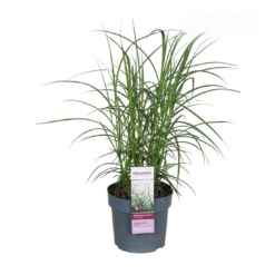 Miscanthus sin. 'Ferner osten' C3 elefanttiheinä