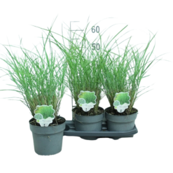 Miscanthus sin. 'Gracillimus' C3 elefanttiheinä