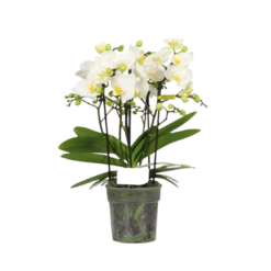 Phalaenopsis orkidea 'Boquetto Innocent' matala malli