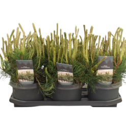 Pinus mugo mughus C3 Vuorimänty