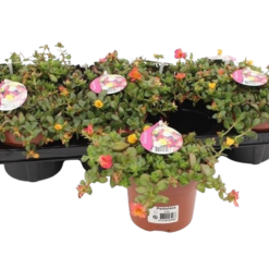 Portulaca 'Carnaval' P13 portulakka