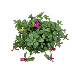 Portulaca 'Trio' P13 amppeli portulakka