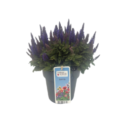 Salvia n. 'Sensation Blue' C1.5 Lehtosalvia