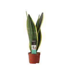 Sansevieria trif. 'Night Shade' P9 anopinkieli