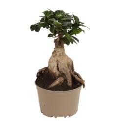Ficus microcarpa 'Ginseng' P18 varjoviikuna