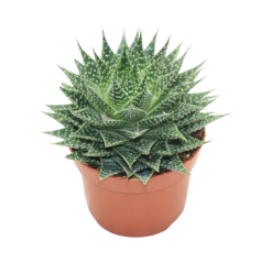 Aloe aristata P12
