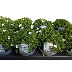Arenaria montana 'Blizzard' P13 vuoriarho