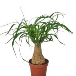 Beaucarnea recurvata P9 pullojukka