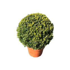 Buxus sempervirens C10 puksipuu