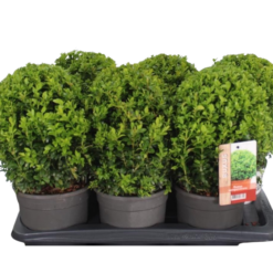 Buxus sempervirens C2 puksipuu