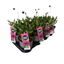 Cosmos atrosang. 'Cherry Chololate' P14 Suklaakosmoskukka