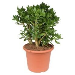 Crassula ovata P30 rahapuu