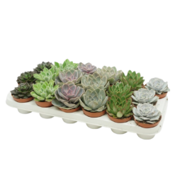 Echeveria mix P8.5 mehiruusuke