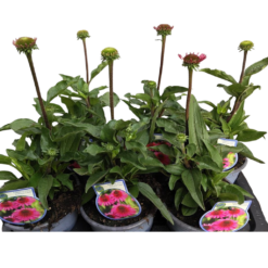 Echinacea 'Delicious Candy' C2 Kaunopunahattu