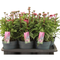 Echinacea purpurea mix C2 Kaunopunahattu
