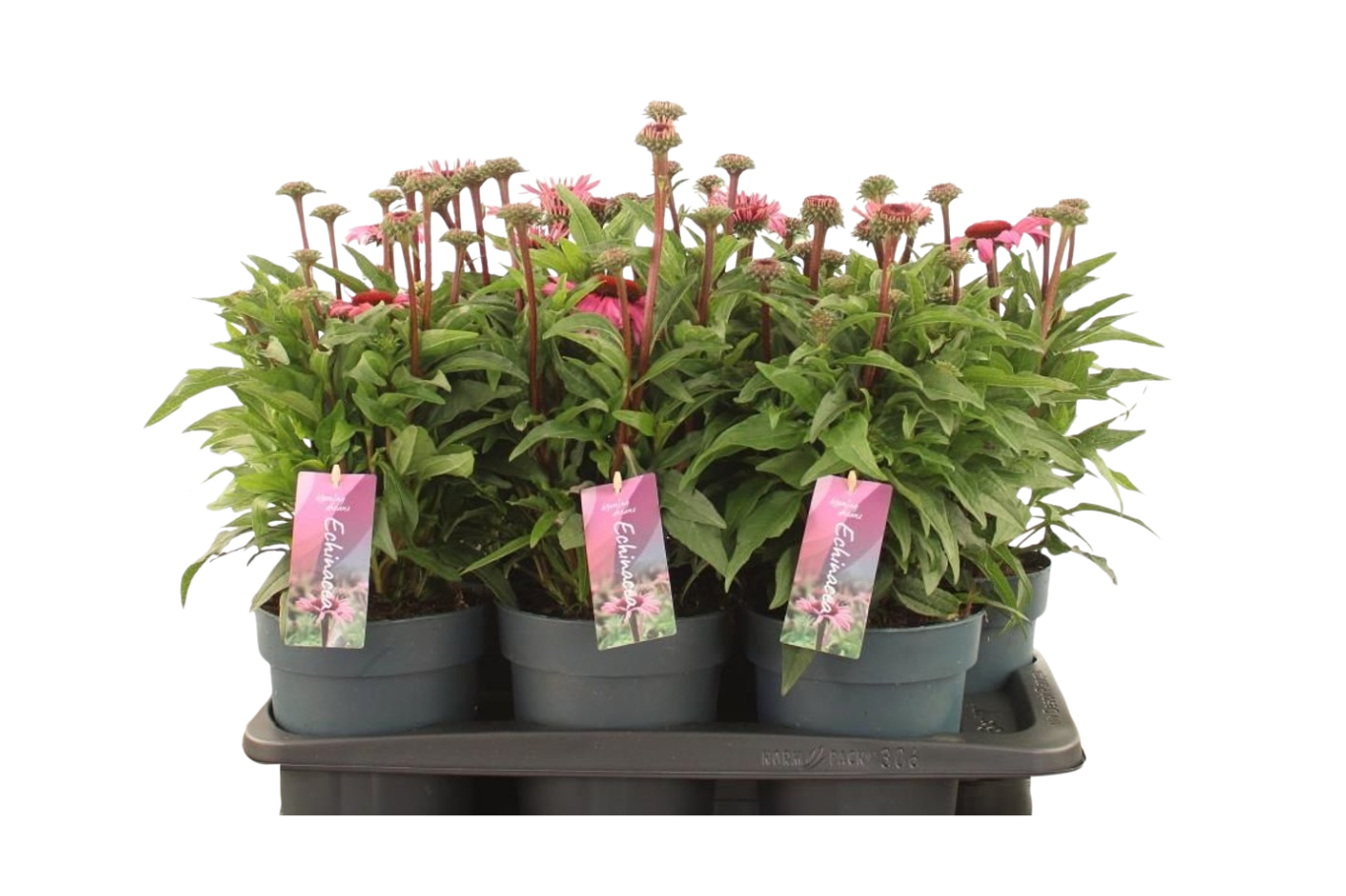 Echinacea purpurea mix C2 Kaunopunahattu