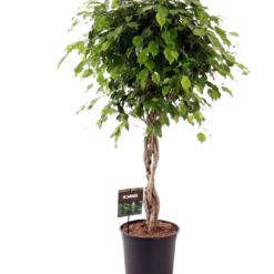 Ficus benjamina 'Exotica' P27 punotulla rungolla limoviikuna
