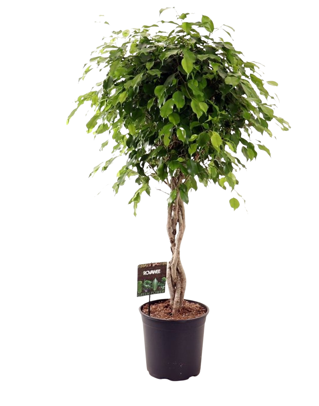 Ficus benjamina 'Exotica' P27 punotulla rungolla limoviikuna