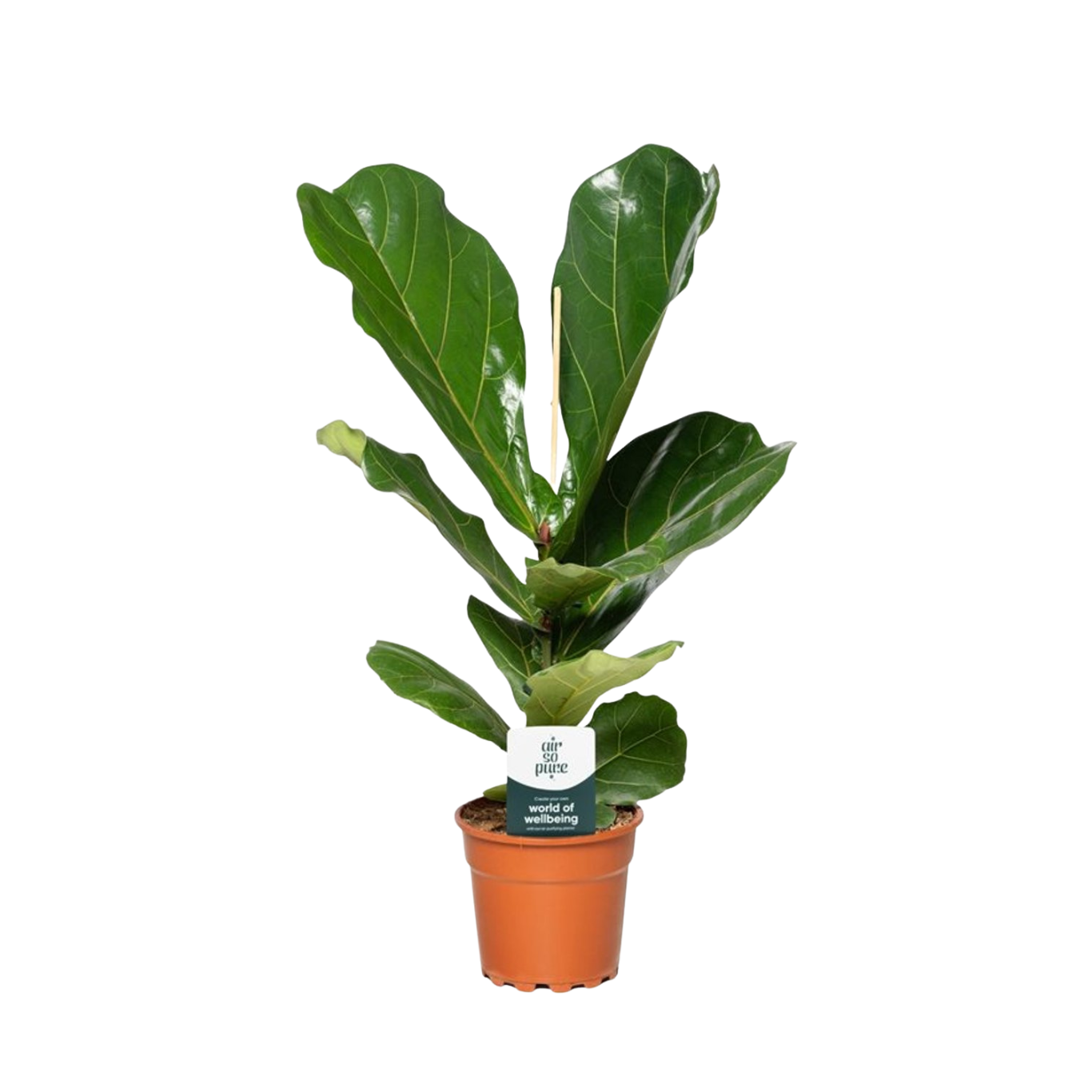 Ficus lyrata P17 lyyraviikuna