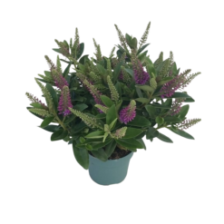 Hebe Donna® 'Emma' P15 pensastädyke