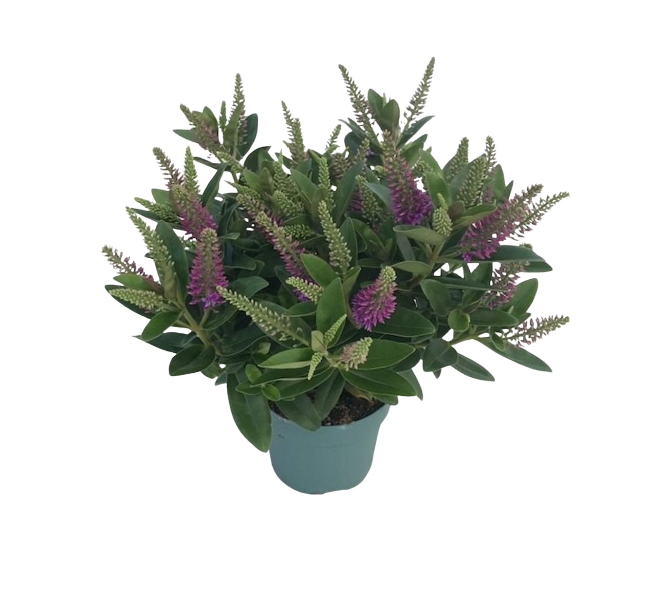 Hebe Donna® 'Emma' P15 pensastädyke