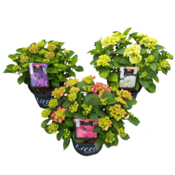 Hydrangea macr. ‘Little XS’ mix
