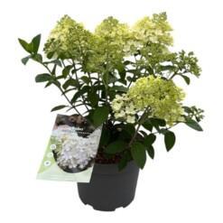 Hydrangea pan. 'Bobo'® C3 syyshortensia