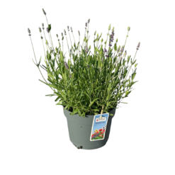 Lavandula ang. 'Ardèche®  C3 Tähkälaventeli