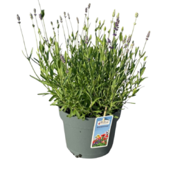 Lavandula ang. 'Ardèche®  C3 Tähkälaventeli