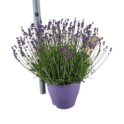 Lavandula ang. 'Essence Purple' C5  Tähkälaventeli