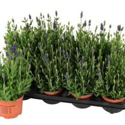 Lavandula ang. 'Spear Blue' P12 tähkälaventeli