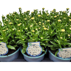 Leucanthemum maximum C2 Isopäivänkakkara