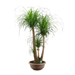 Beaucarnea(Nolina) recurvata P40 pullojukka