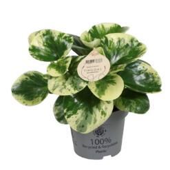Peperomia 'Green gold' P12 muorinkukka