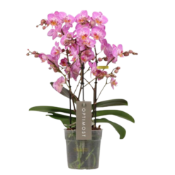 Phalaenopsis orkidea 'Honeybee'