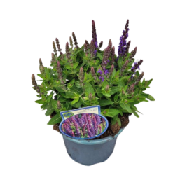 Salvia n. 'Sensation Blue' C2 Lehtosalvia