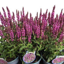 Salvia nemorosa 'Caradonna Pink' C2 Lehtosalvia