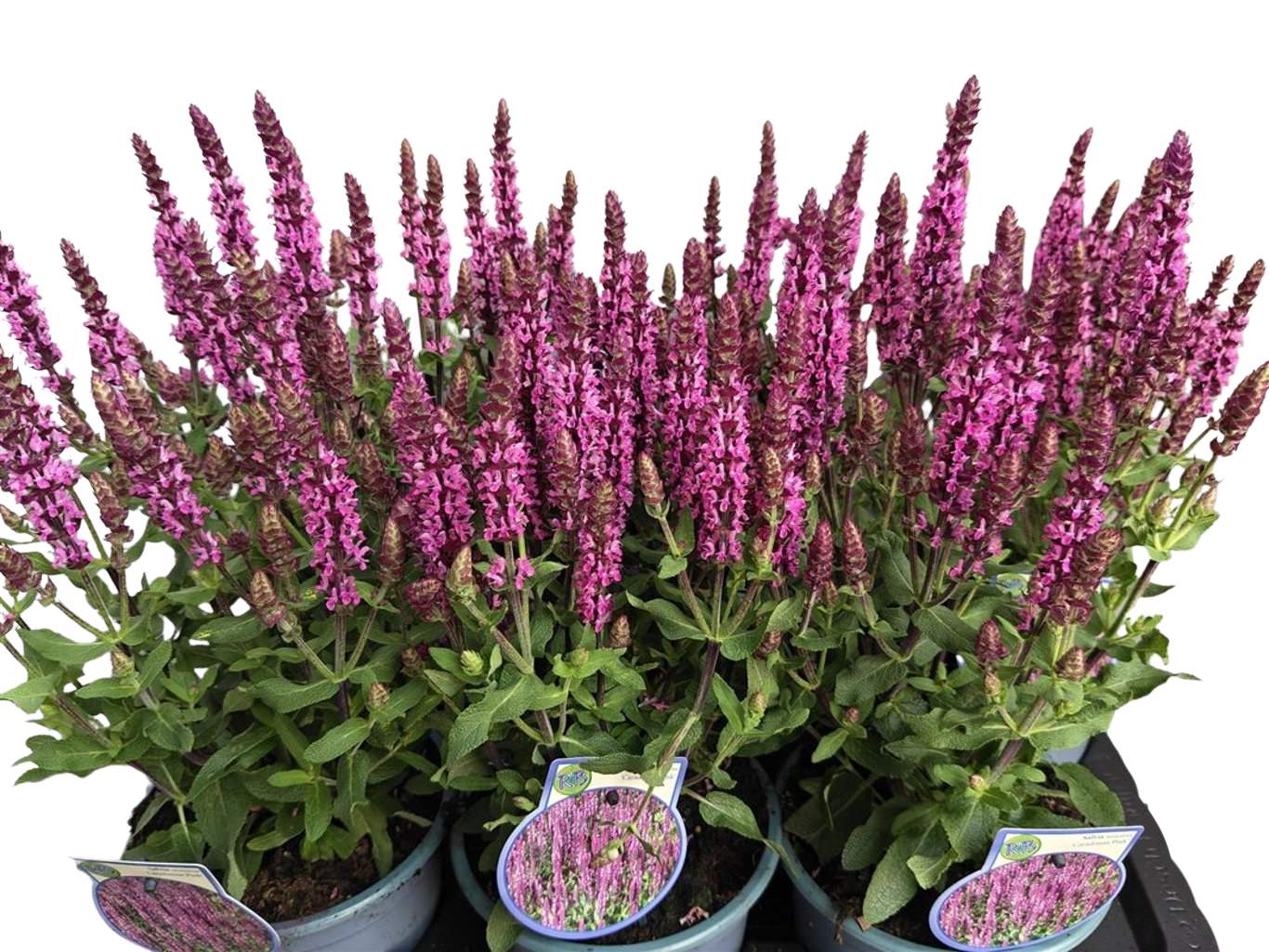 Salvia nemorosa 'Caradonna Pink' C2 Lehtosalvia